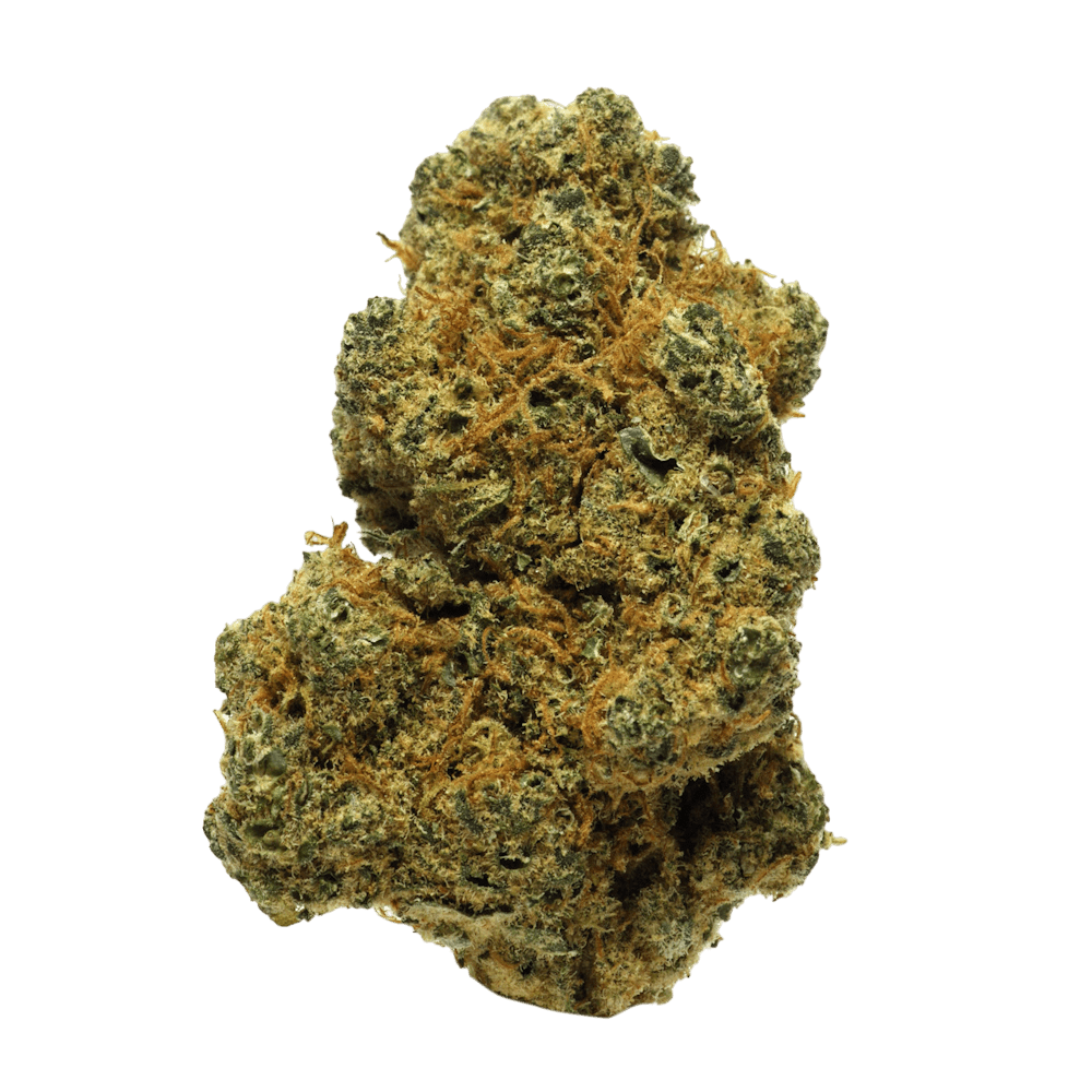 Gorilla Mandarine (Indoor)