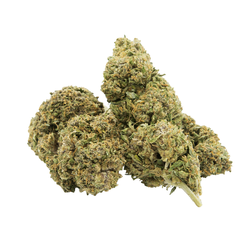 Black Mamba (Indoor)