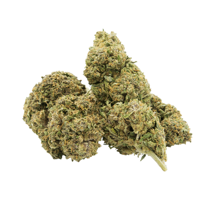 Black Mamba (Indoor)