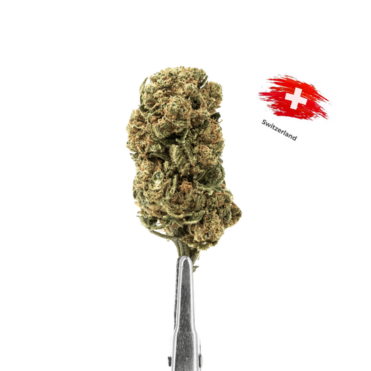 Critical X Amnésia (Indoor)