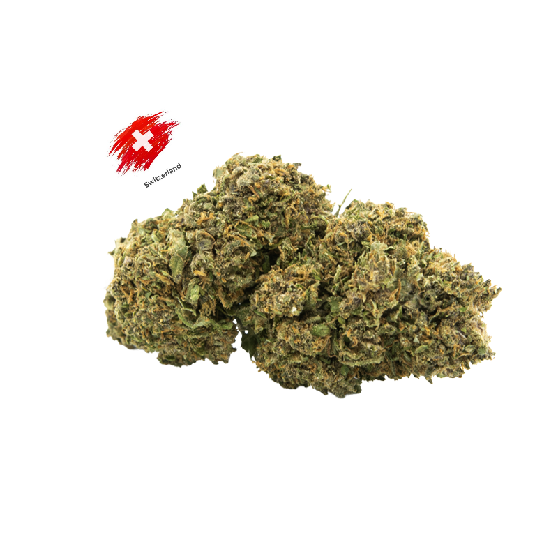 Black Mamba (Indoor)