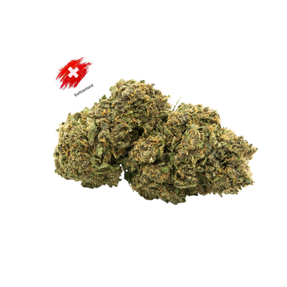 Black Mamba (Indoor)