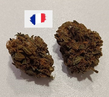 Skywalker (Glasshouse)