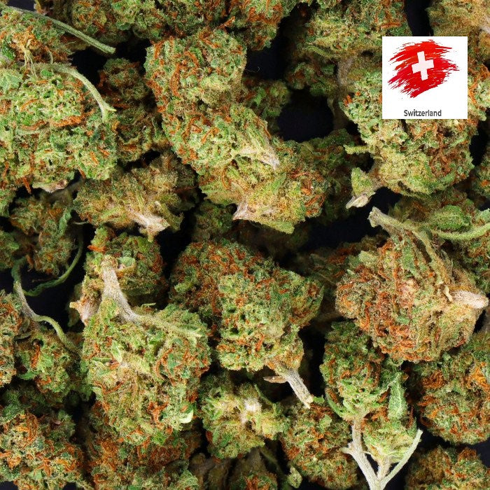 White Widow (Indoor)